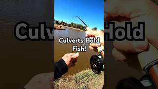 Watch What Lurks Nearby Pond Fly Fishing fishing bassfishing flyfishing [upl. by Nauqit]