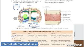 Intercostal Muscles [upl. by Nireil]