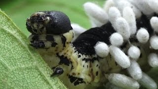 Hyperparasitoid Chalcid Wasps emerging from Braconid Wasp cocoons [upl. by Yziar476]