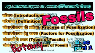 जीवाश्म Fossil क्या हैजीवाश्मीकरण की प्रक्रियाजीवाश्मों के प्रकारजीवाश्म का महत्व। B SC part 1 [upl. by Allenod]