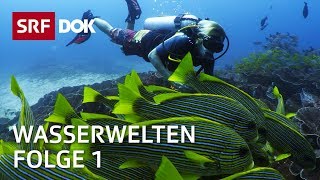 Tauchen in Indonesien auf den Seychellen in Grönland amp der Schweiz  Wasserwelten 14  SRF Dok [upl. by Larina]