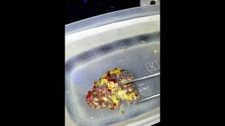 How To Remove Zoa Eating Nudibranch From Zoanthids [upl. by Nickerson]