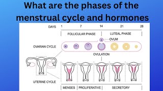 What are the phases of the menstrual cycle and hormones [upl. by Sirehc897]