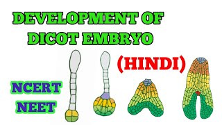 DEVELOPMENT OF DICOT EMBRYO HINDI  EASY WAY [upl. by Naman]