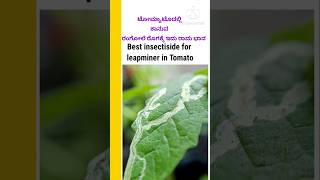 ಟೋಮ್ಯಾಟೊದಲ್ಲಿ 🍅ರಂಗೋಲೆರೊಗಕ್ಕೆ ಪರಿಹಾರleapminer in tomatoyoutubersshorts shorts farmeragriculture [upl. by Marl]