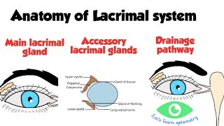 Lacrimal drainage system anatomy [upl. by Wylma546]