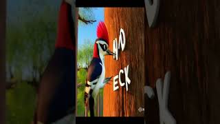 W for Woodpecker with Spelling  Kids English youtubeshorts viralshorts shorts [upl. by Nyrmak174]