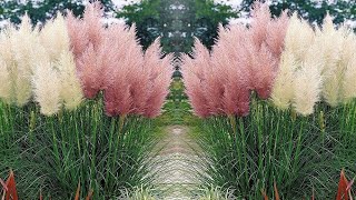 Cortaderia selloana Herbe de la Pampa  Plante méditerranéenne culture et entretien [upl. by Edric]