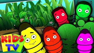 Five Little Caterpillars  Five Little Series  Kids Tv Nursery Rhymes [upl. by Mesics22]