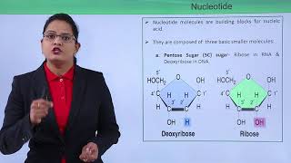 Class10th – Introduction  Biomolecules  Nucleic Acid  Tutorials Point [upl. by Ruffina]