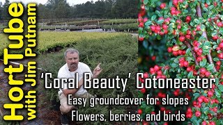 Coral Beauty Cotoneaster  Erosion Control Flowers Berries and Birds🐦🌼 [upl. by Ojimmas917]