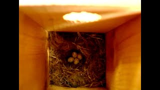 Lending a Helping Hand Nesting Boxes for Birds [upl. by Barram]