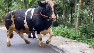 SAPI LANGKA FH RAKSASA ngamuk Pohon depan kandang roboh🔥 [upl. by Jaunita406]