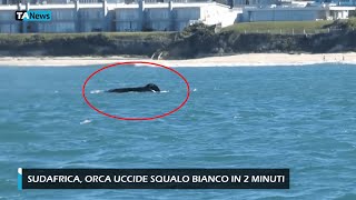 Sudafrica orca uccide squalo bianco in due minuti [upl. by Euqinaj]