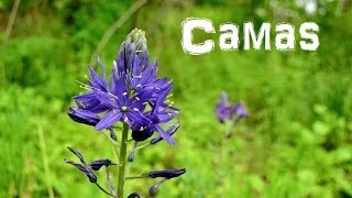 The Northwest Forager Ep 5 Camas [upl. by Sucramat]