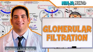 Renal  Glomerular Filtration [upl. by Sac]