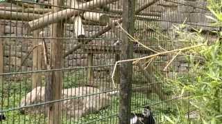 ZOO MAUBEUGE les singes colabe guereza [upl. by Feinstein]