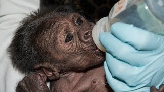 Baby Gorilla Bottle Feeding at the San Diego Zoo Safari Park [upl. by Issak53]