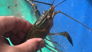 Paalala  Iwas SCAM sa Crayfish Farming🦞🦞🦞 [upl. by Hgielram]