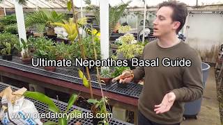 The Ultimate Nepenthes Basal Guide [upl. by Bibbye]