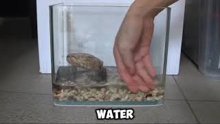 How to Setup a mini tank [upl. by Hayes]