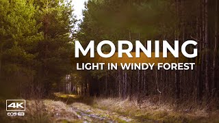 4K video and natural ambient sounds  Morning light in windy forest [upl. by Dorion]