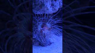 anemone coral reeftank aquariumlovers marinelife [upl. by Refeinnej745]