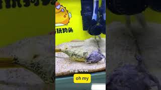 chelydra vs pufferfish You cant guess the result video nature animal fish fun funnyvideos [upl. by Ala495]