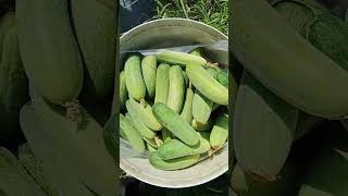 Pick cucumbers for sale fruit farmer plantingvegetables farming101 vegetable planting [upl. by Mcspadden186]