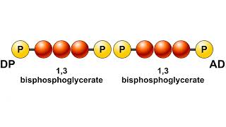 Glycolysis Animation [upl. by Eirrol]