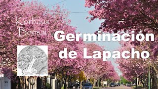 Germinación de Lapacho [upl. by Nosidam608]