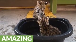 Wild Asian leopard cats play in water for first time [upl. by Halona656]