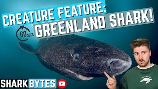 Creature Feature Greenland Shark [upl. by Ynaffet614]