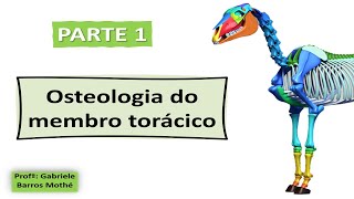 OSTEOLOGIA DO MEMBRO TORÁCICO  parte 1 anatomia veterinária [upl. by Aerbas]