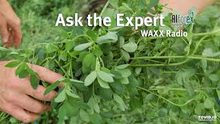 Ask the Alfalfa Expert  Alfalfa Varieties [upl. by Elaweda600]