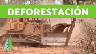 CAUSAS de la DEFORESTACIÓN y CONSECUENCIAS de la DEFORESTACIÓN [upl. by Marj]