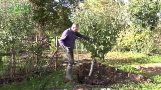 TRANSPLANTER un ARBRE FRUITIER🍎Comment faire pour réussir [upl. by Atul]