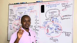 Cell Mediated Immunity part 2  MHC1  Endogenous pathway Simplified [upl. by Jeffries]