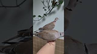 2 Super friendly Wild Ringneck Doves available for sale [upl. by Gujral]