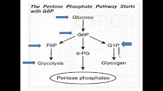 Pentose Phosphate Pathway elhamabdelhalim8755 DrElham Omer [upl. by Rosse588]