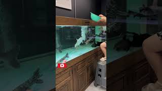 Arowana Hand Feeding arowana feedingasian arowana bitesjardini arowanasilver arowanashorts [upl. by Goren]