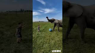 Elephant  bothing river  play Elephant  with baby [upl. by Mallina]