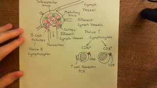 The Adaptive Immune Response and Immunosuppressants Part 3 [upl. by Koy769]