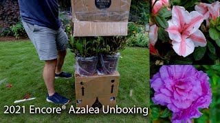 Unboxing 2021 Encore® Azaleas  Autumn Majesty® and Starburst™ [upl. by Harat684]