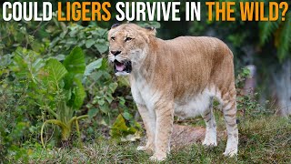 Could Ligers Survive In The Wild [upl. by Warden]