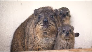 Nacen crías de damán roquero Procavia capensis en BIOPARC Valencia [upl. by Alimak933]