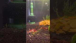 How to siphon water into an aquarium when setting it up aquarium neocaridinashrimp aquariumcoop [upl. by Orat]