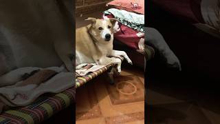 Buddy Ko Mithai Chahiye🤷‍♀️🤦🏻‍♀️ mydog buddy prachivlogs [upl. by Euqina]