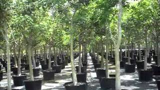 Gumbo Limbo Trees  Bursera simaruba south florida  7862552832  We Deliver [upl. by Eijneb937]