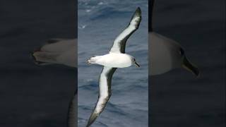 Gray headed albatross  animals faster than cars [upl. by Sheff]